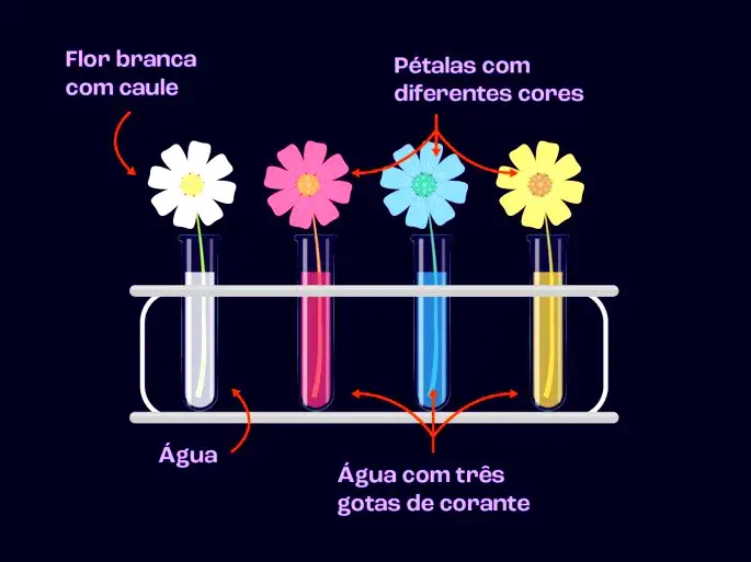 Experimento do xilema